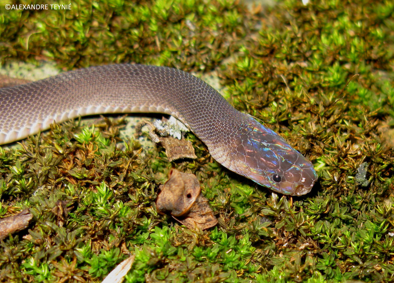 The “Ziggy Stardust” snake, bearing the rainbow-like patterns of its namesake. This beautiful snake was discovered in Laos. (Image: Alexandre Teynie)